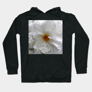 Curly White Rose Flower macro Hoodie